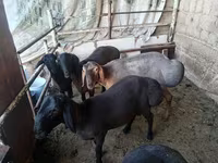 Baran, Rhon sheep — zdjęcie 1