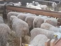 Schaf, Schafe — Foto 2