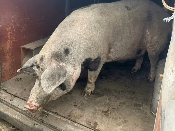 Säue, Schweine