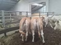 بقرة, Blonde d’Aquitane cattle — الصورة 1
