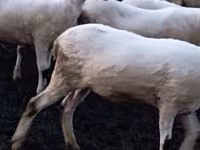 Koyun, Tsigai sheep — foto 3