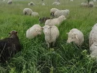 Baran, Merino sheep — zdjęcie 3
