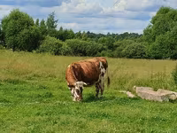 Cow, Simmental cattle — photo 7
