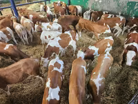 Byk, Simmental cattle — zdjęcie 2