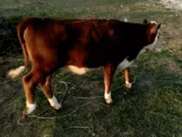 Bulle, Swiss cattle — Foto 2