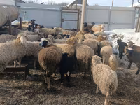 Owca, Romanov sheep — zdjęcie 1
