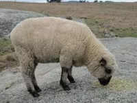 Baran, Hampshire sheep — zdjęcie 4