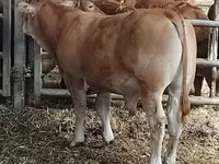 Bulle, Limousin-Kuh — Foto 2
