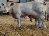 Bulle, Charolais cattle — Foto 4