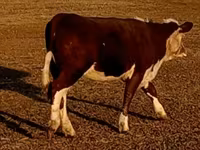 Bulle, Swiss cattle — Foto 8