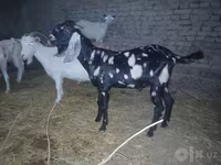 Ziegenbock, Beetal goats — Foto 4