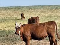 İnek, Simmental cattle — foto 8