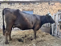 Vaca, Swiss cattle — foto 5