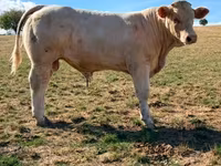 Bulle, Charolais cattle — Foto 3