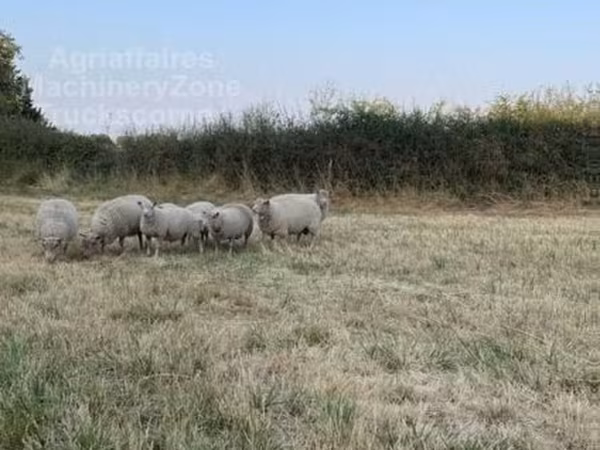 Widder, Schafe