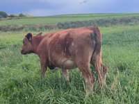 Cow, Cattle — photo 7