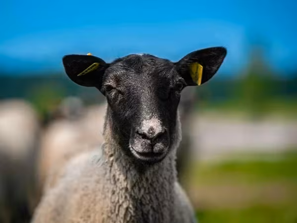 Baran, Romanov sheep