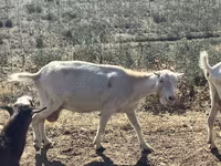 Ziege, LaMancha goats — Foto 5