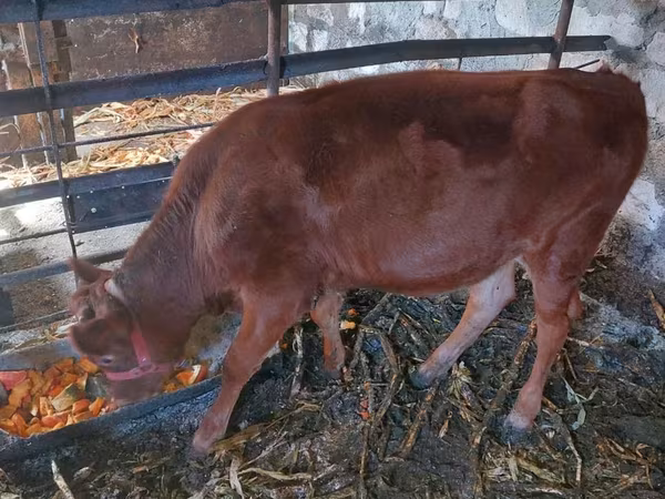Cow, Jersey breed
