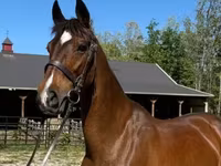 Kobyła, Dutch warmblood horse — zdjęcie 1