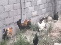 Chickens — Foto 7