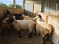 Widder, White Suffolk sheep — Foto 4
