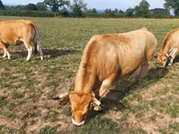 Kuh, Aubrac cattle — Foto 5