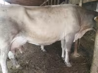母牛, Swiss cattle — 照片 3