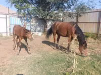 Mare, Thoroughbred horse — photo 8
