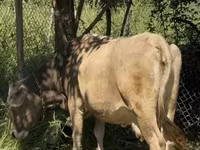 Cow, Cattle — photo 4