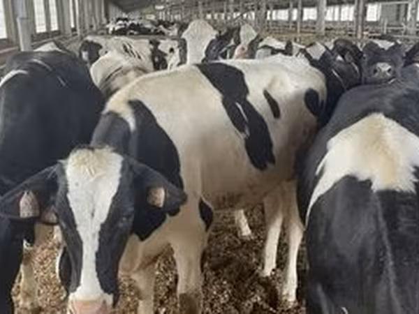 Race Holstein