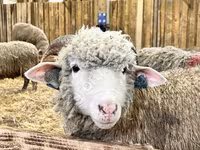 Schaf, Kuibyshev sheep — Foto 1