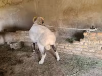 Widder, Rhon sheep — Foto 2
