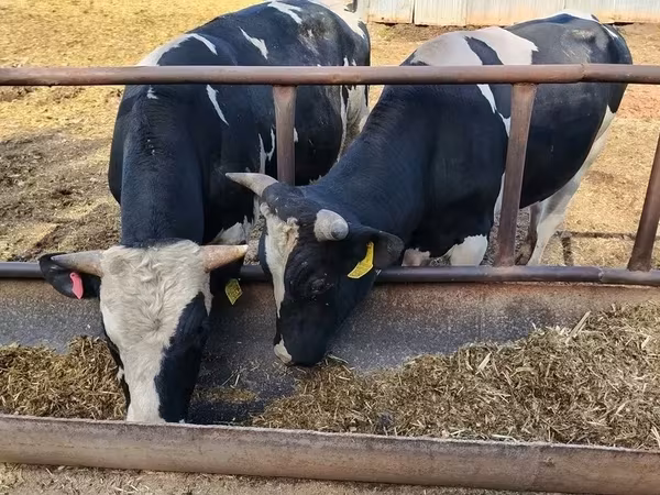 Widder, Edilbay sheep