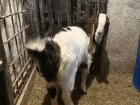 Ziegenbock, Kamori goats — Foto 5