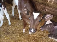 母牛, Limousin cow — 照片 3