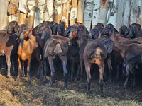 Koç, Hissar sheep — foto 1