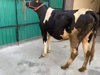İnek, Holstein ırkı — foto 6