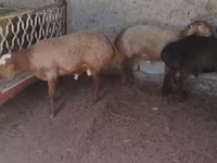 Widder, Arashan sheep — Foto 5