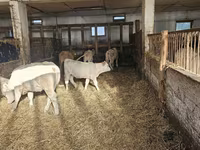 Kuh, Charolais cattle — Foto 5