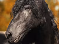 حصان, Friesian — الصورة 1