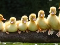 Ducks — الصورة 1
