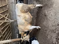 Widder, Edilbay sheep — Foto 3