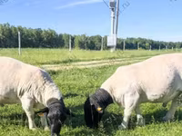 Widder, Kuibyshev sheep — Foto 4