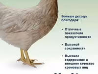 Hy-Line — zdjęcie 1
