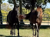 Aygır, Rocky Mountain Horse — foto 7
