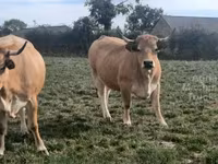 Kuh, Aubrac cattle — Foto 1