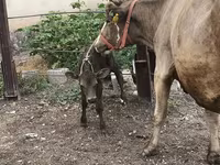 母牛, Simmental cattle — 照片 5