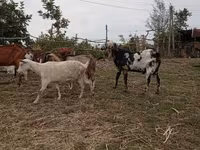 公山羊, Nubian Goat — 照片 3