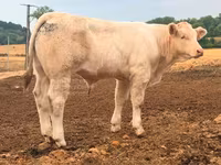 Bulle, Charolais cattle — Foto 4